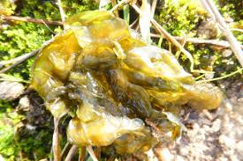 Attēlu rezultāti vaicājumam “Nostoc commune”