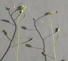 Attēlu rezultāti vaicājumam “Draba nemorosa”