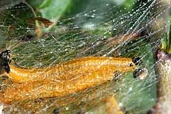 Attēlu rezultāti vaicājumam “Hedya nubiferana”