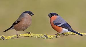 Attēlu rezultāti vaicājumam “Pyrrhula pyrrhula male”