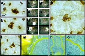 Attēlu rezultāti vaicājumam “Physarum nitens young”