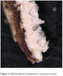 Attēlu rezultāti vaicājumam “Diplomitoporus flavescens”