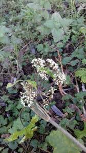 Image result for Heracleum sphondylium