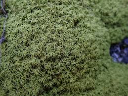 Attēlu rezultāti vaicājumam “Saelania glaucescens”