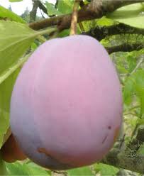 Image result for Eugerres plumieri