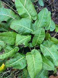 Attēlu rezultāti vaicājumam “Rumex crispus leaf”