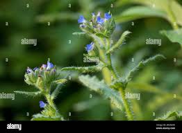 Attēlu rezultāti vaicājumam “Anchusa arvensis flower”