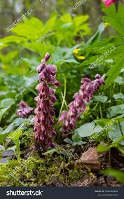 Attēlu rezultāti vaicājumam “Lathraea squamaria”