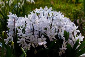 Attēlu rezultāti vaicājumam “Scilla siberica”