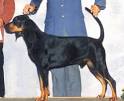 BLACK AND TAN COONHOUND