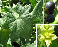 Attēlu rezultāti vaicājumam “Bryonia alba leaf”