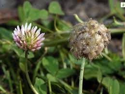 Attēlu rezultāti vaicājumam “Trifolium fragiferum”
