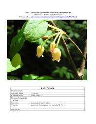 Attēlu rezultāti vaicājumam “Menziesia ferruginea flower”