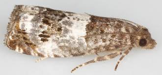 Attēlu rezultāti vaicājumam “Notocelia roborana”