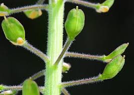 Attēlu rezultāti vaicājumam “Lepidium densiflorum fruit”