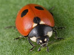 Attēlu rezultāti vaicājumam “Coccinella quinquepunctata”
