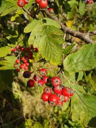 Attēlu rezultāti vaicājumam “Sorbus hybrida”
