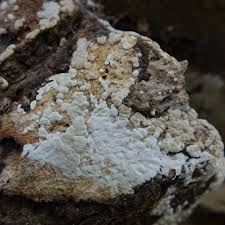 Attēlu rezultāti vaicājumam “Hypocrea pulvinata”