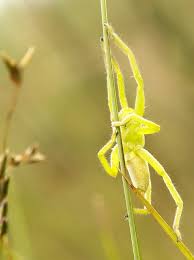 Attēlu rezultāti vaicājumam “Micrommata virescens”