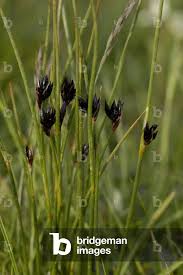 Attēlu rezultāti vaicājumam “Schoenus ferrugineus bud”