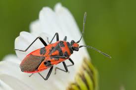 Attēlu rezultāti vaicājumam “Corizus hyoscyami”