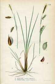 Attēlu rezultāti vaicājumam “Carex panicea flower”