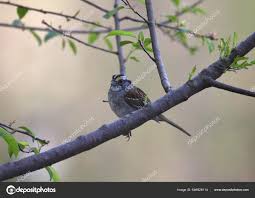 Image result for Zonotrichia albicollis