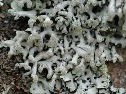 Attēlu rezultāti vaicājumam “Hypogymnia tubulosa”