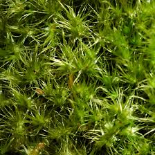 Attēlu rezultāti vaicājumam “Dicranum majus”