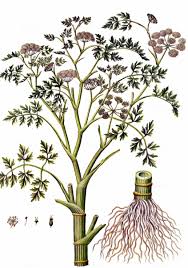 Attēlu rezultāti vaicājumam “Oenanthe aquatica”