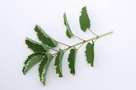 Attēlu rezultāti vaicājumam “Sanguisorba officinalis leaf”