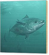 Image result for Thunnus maccoyii