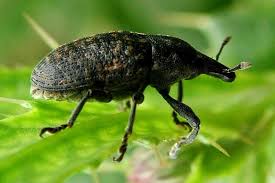 Attēlu rezultāti vaicājumam “Larinus sp.”