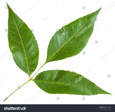 Attēlu rezultāti vaicājumam “Fraxinus excelsior leaf”