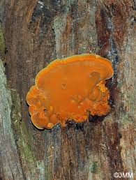 Attēlu rezultāti vaicājumam “Hapalopilus croceus”