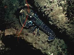 Image result for Homarus gammarus
