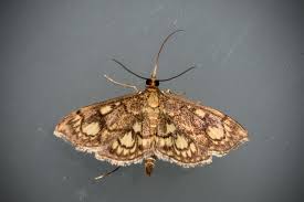 Attēlu rezultāti vaicājumam “Anania stachydalis”