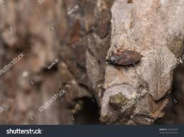 Attēlu rezultāti vaicājumam “Gastrodes grossipes”