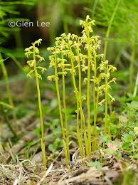 Attēlu rezultāti vaicājumam “Corallorhiza trifida”