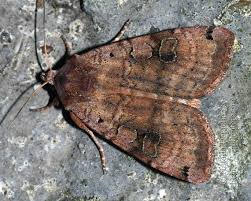 Attēlu rezultāti vaicājumam “Xestia baja”