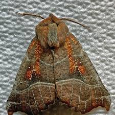 Attēlu rezultāti vaicājumam “Scoliopteryx libatrix”