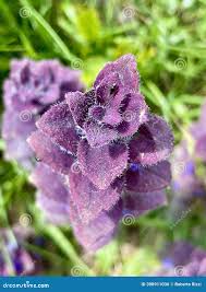 Attēlu rezultāti vaicājumam “Ajuga pyramidalis leaf”
