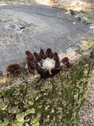 Attēlu rezultāti vaicājumam “Stemonitis herbatica young”