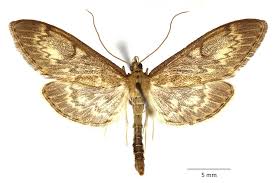 Attēlu rezultāti vaicājumam “Anania lancealis”