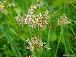 Attēlu rezultāti vaicājumam “Luzula luzuloides”