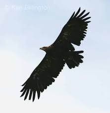 Attēlu rezultāti vaicājumam “Aquila chrysaetos”