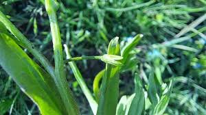 Attēlu rezultāti vaicājumam “Myosotis laxa subsp. baltica”