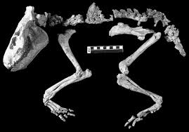 Attēlu rezultāti vaicājumam “Artiodactyla”