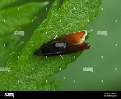 Attēlu rezultāti vaicājumam “Pammene rhediella”