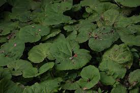 Image result for Petasites officinalis